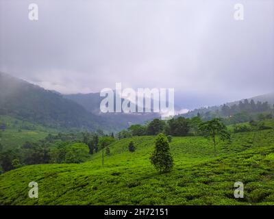 Teegarten in nebligen Bergkette erstaunliche Landschaft bedeckt mit Nebel am Morgen Bild wird in mirik darjeeling West bengalen indien aufgenommen. Stockfoto