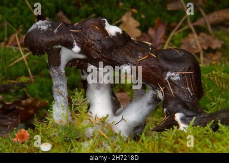 Schimmelpilze, die im Moos im Wald wachsen Stockfoto