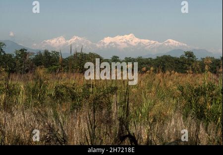 Typischer Graslandlebensraum im nepalesischen Terai Chitwan Nationalpark Nepal mit schneebedeckten Gipfeln der Himalaya-Berge im Hintergrund Stockfoto