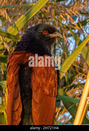 Greater Coucal blickt zurück und hat rote Augen Stockfoto