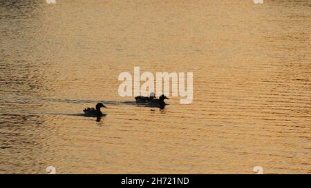 Goldener Sonnenuntergang in Texas. Enten auf dem goldenen Teich. Stockfoto