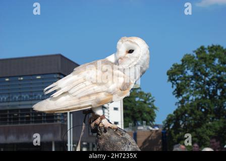 Die Gefangene Scheune Owl (Tyto alba), die sich aushält, mit einer falkneresege um ihr Bein. Jesses erlaubt einem Falkner, einen Vogel zu kontrollieren und ihn auf einem Barsch zu sichern Stockfoto