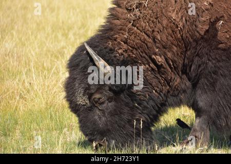 Großer pelziger Kopf eines weidenden Bisons mit einem kleinen schwarzen Vogel daneben. Stockfoto