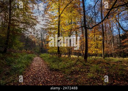 Ein mit Blättern bedeckter Pfad durch den Herbstwald bei Symonds Yat Rock, Forest of Dean, Herefordshire, England Stockfoto