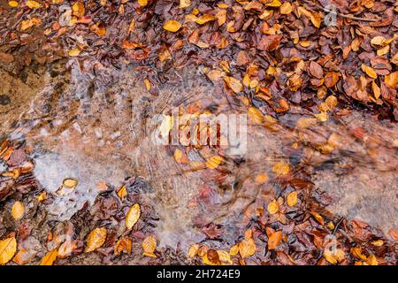 Gefallener Herbst die Buche verlässt einen Bach, der durch den Wald am Symonds Yat Rock, Forest of Dean, Herefordshire, England, fließt Stockfoto