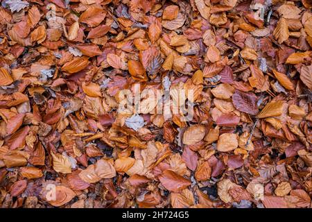 Gefallene Buchenblätter auf dem Waldboden, Forest of Dean, Herefordshire, England Stockfoto