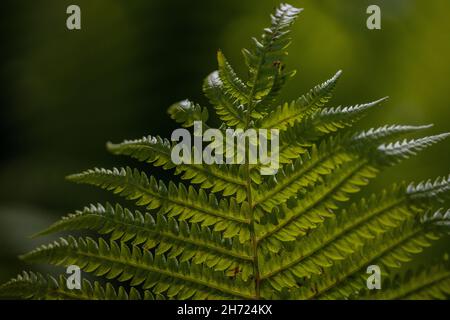 Perfektes natürliches Farnmuster, schöner Hintergrund mit jungen grünen Farnblättern. Stockfoto