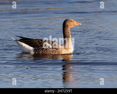 Seitenansicht der auf dem Wasser schwimmenden Greylag Gans (Anser Anser) Stockfoto