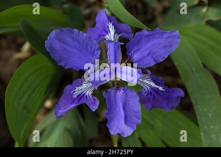 Eine Wandlilie, Iris tectorum, blüht in einem Hotelgarten in Punakha, Bhutan. Stockfoto