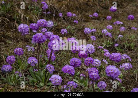 Himalayan Primrose, Primula denticulata, blüht am Dochu La Schrein am Dochu La Pass auf 10.000 Fuß Höhe in Bhutan. Stockfoto