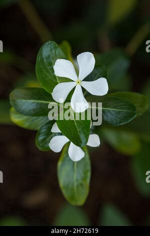 Das Kap Periwinkle, Catharanthus roseus, stammt aus Madagaskar und ist die Quelle der Krebsmedikamente Vincristin und Vinblastin. Stockfoto