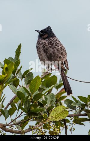 Der rot-belüftete Bulbul, Pycnonotus cafer, ist ein Singvögel der Bulbul-Familie, Familie Picnonotidae. Bhutan. Stockfoto