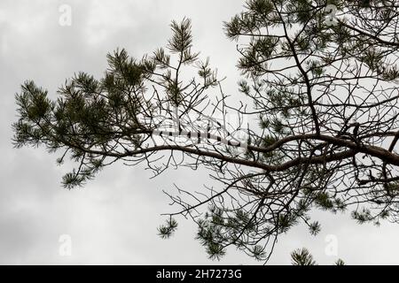 Kiefer - Pinus sylvestris - mit Anzeichen von Auerhahn Fütterung Darauf Stockfoto