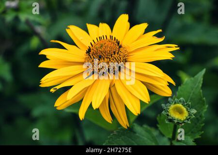 Die Nahaufnahme von Heliopsis helianthoides ist eine blühende Pflanze aus der Familie der Asteraceae. Stockfoto