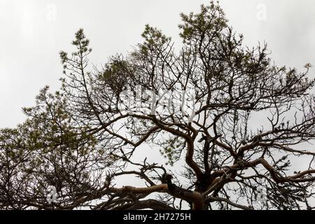 Kiefer - Pinus sylvestris - mit Anzeichen von Auerhahn Fütterung Darauf Stockfoto