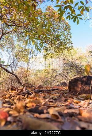 Beginn der Trockenzeit im Caatinga-Wald, trockene Blätter auf dem Boden, Herbstfarben - Oeiras, Bundesstaat Piaui, Brasilien Stockfoto