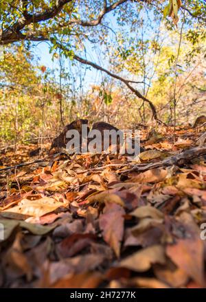 Beginn der Trockenzeit im Caatinga-Wald, trockene Blätter auf dem Boden, Herbstfarben - Oeiras, Bundesstaat Piaui, Brasilien Stockfoto