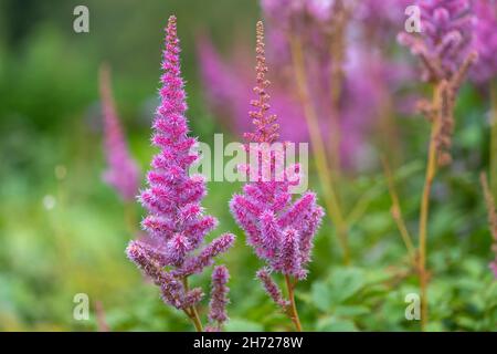 Nahaufnahme von blühenden Blüten mit falschem Ziegenbart (Astilbe arendsii) Stockfoto