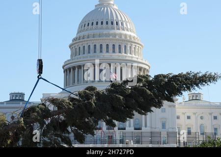 19. November 2021, Washington, District of Columbia, USA: DER US Capitol Christmas Tree namens Sugar Bear kommt heute am 19. November 2021 in West Lawn/Capitol Hill in Washington DC, USA, von Kalifornien nach DC, um die Feiertage zu feiern. (Bild: © Lenin Nolly/ZUMA Press Wire) Stockfoto