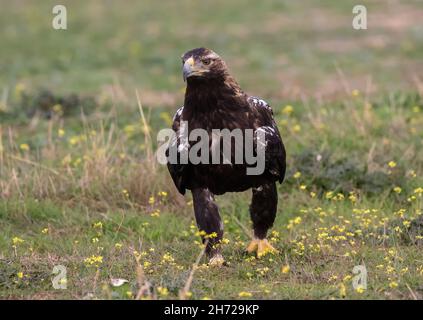 Spanischer Kaiseradler (Erwachsener) Stockfoto