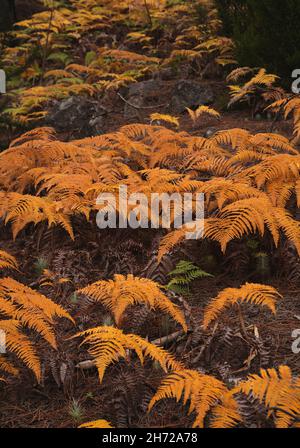 Gelbe Herbstbracken, natürlicher, saisonaler Blumenhintergrund Stockfoto