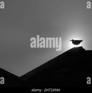 Black and White, Monochorme Minimal, minimalistisch Bild Einer juvenilen Herringmöwe, Larus argentatus, sitzend auf Einem Dach, das von der Sonne beleuchtet ist, Großbritannien Stockfoto
