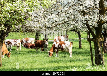 Herde von Kühen grasen in einem blühenden Obstgarten mit Apfel-und Birnenbaum Blumen - eine umweltfreundliche Art der Landwirtschaft Stockfoto