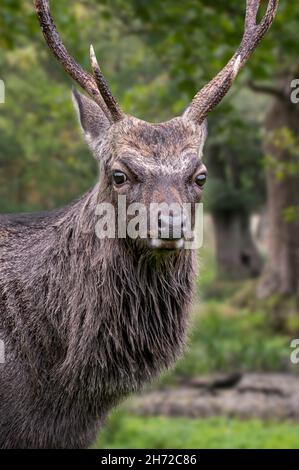 Sika-Hirsch / Fleckhirsch / Japanischer Hirsch (Cervus nippon) Nahaufnahme eines Hirsches im Wald, der in Japan und in vielen Teilen Ostasiens beheimatet ist Stockfoto