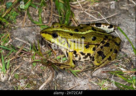 Marschfrosch (Pelophylax ridibundus / Rana ridibunda) an Land, Wasserfrosch aus Europa Stockfoto