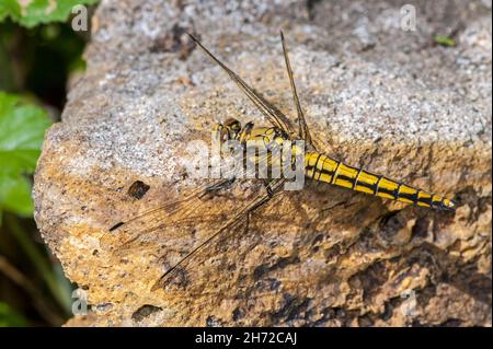 Flauschiger Darter (Sympetrum vulgatum) weibliche Libelle, die auf Felsen sonnen Stockfoto