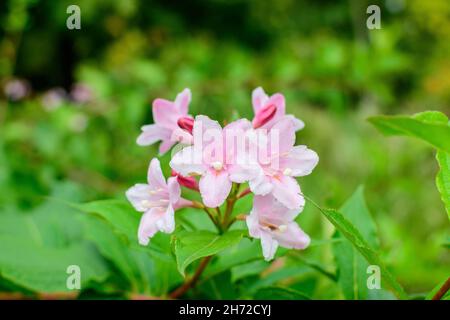 Viele hellrosa Blüten von Weigela florida Pflanze mit Blumen in voller Blüte in einem Garten in einem sonnigen Frühlingstag, schöne Outdoor-Blumen Hintergrund pho Stockfoto