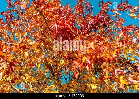 Getrocknete Blätter auf einem Baum Stockfoto