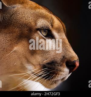 Ein Porträt eines Puma Stockfoto