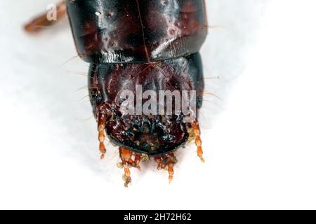 Die Larve des Brotkornkäfer (Zabrus tenebrioides) ist eine Art des Schwarzbodenkäfer (Carabidae). Ein Schädling im Boden. Isoliert. Stockfoto