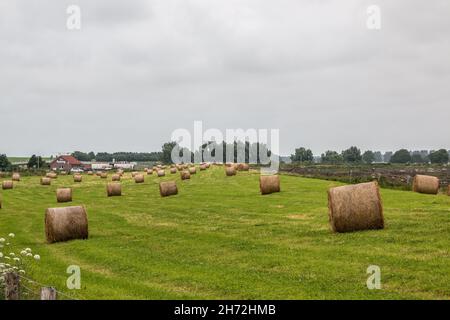 Große Wiese mit Heuln rollt mitten auf dem Land Stockfoto