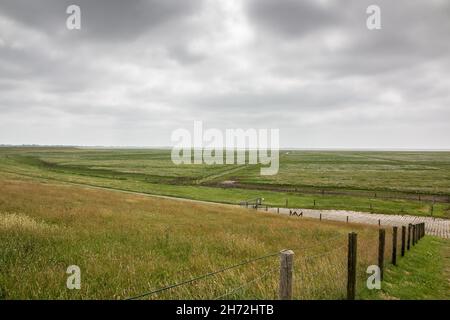 Grüne flache Salzwiesen in der Nähe der Nordsee Stockfoto