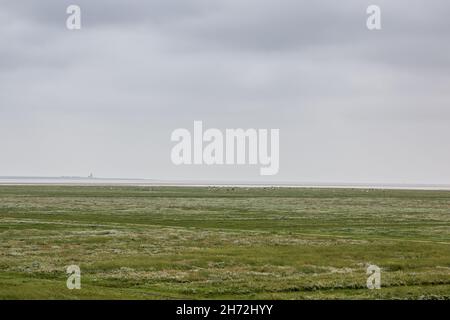 Grüne flache Salzwiesen in der Nähe der Nordsee Stockfoto