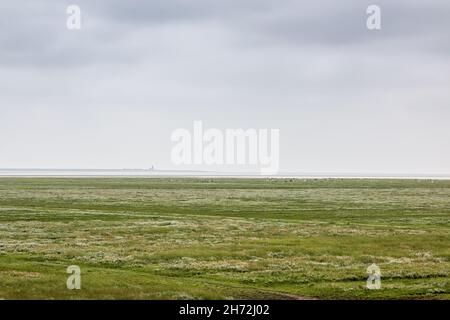 Grüne flache Salzwiesen in der Nähe der Nordsee Stockfoto