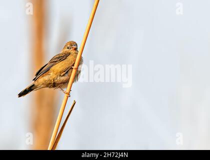 Kleiner Sperling, der auf trockenem Schilf sitzt. Stockfoto