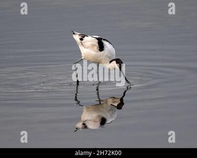 Avocet (Recurvirostra avosetta) Fütterung in Wasser mit Reflexion Stockfoto