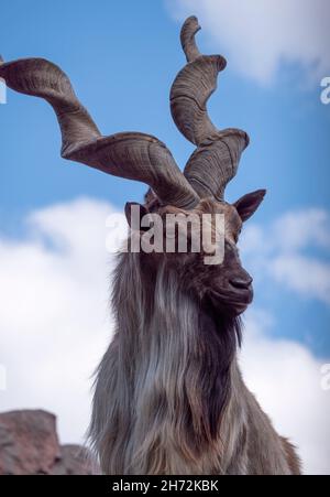 Schöne Bergziege mit Stirnrad-, langen Hörner auf dem Hintergrund der Felsen. Stockfoto