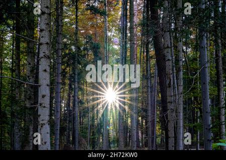 Strahlende Sonne durch die Bäume des Waldes in Form eines Sterns Stockfoto