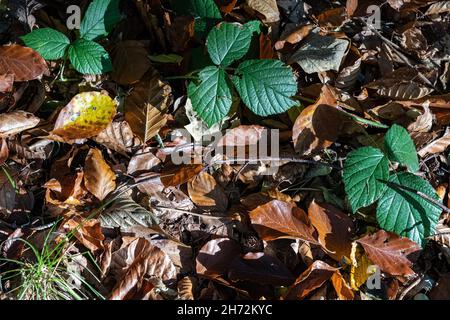 Herbstlaub auf dem Waldweg des Waldes Stockfoto