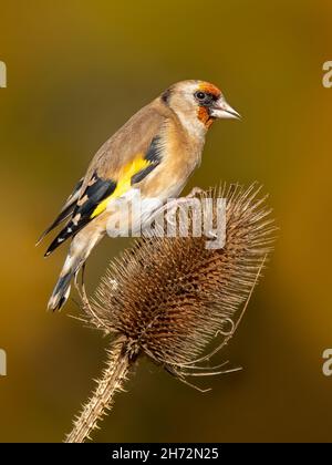 Adulter Goldfink (Carduelis carduelis), der sich vor herbstlichem Hintergrund auf Teasel ernährt Stockfoto