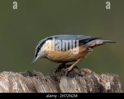 Nuthatch (Sitta europaea) auf Baumstumpf mit diffusem Hintergrund Stockfoto