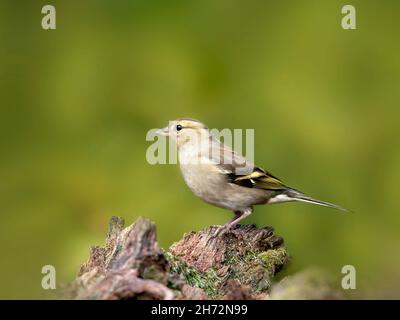 Weibliche Chaffinch (Fringilla coelebs), die auf einem Baumstumpf vor diffusem grünen Hintergrund starren Stockfoto