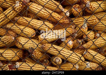 Gitterkäfig voller Maiskolben Schuss von Mais. Trockenlagerung Stockfoto