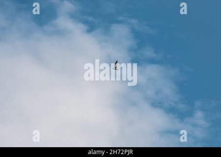 Fliegendes Meer miht am wolkigen blauen Himmel Stockfoto