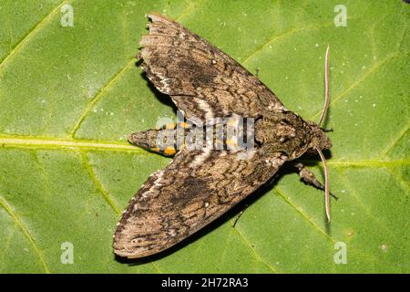 Carolina Sphinx Moth (Manduca Sexta) Stockfoto