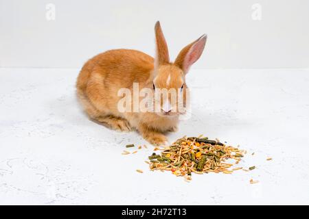 Rotschopf-Ingwerkaninchen sitzt neben dem Essen auf weißem Hintergrund. Platz für eine Inschrift. Stockfoto